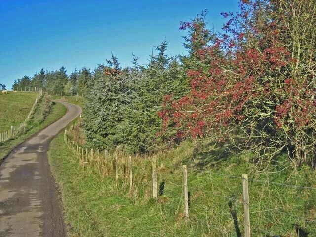 Plantation beside the road to Thockrington