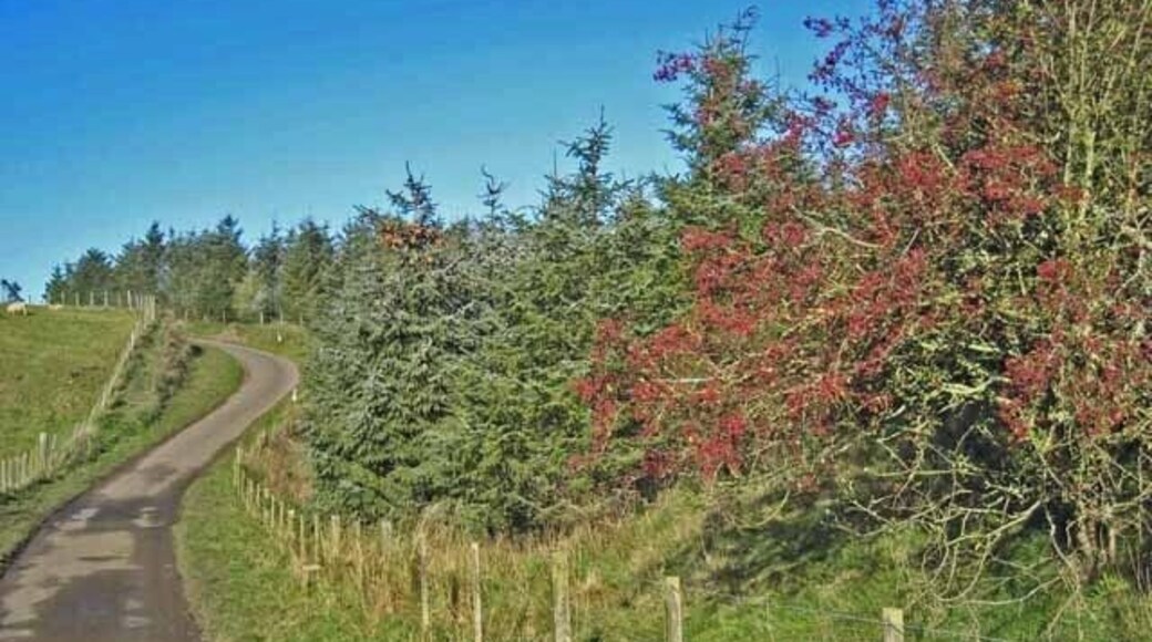 Plantation beside the road to Thockrington