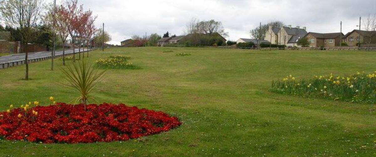 A grassy field with red flowers, yellow flowers, and a small tree.