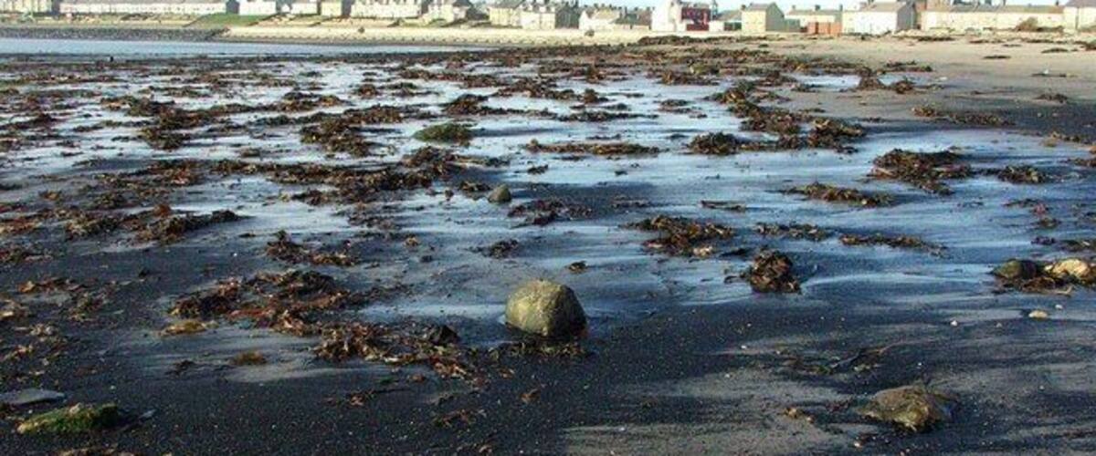 A beach with scattered rocks and seaweed.