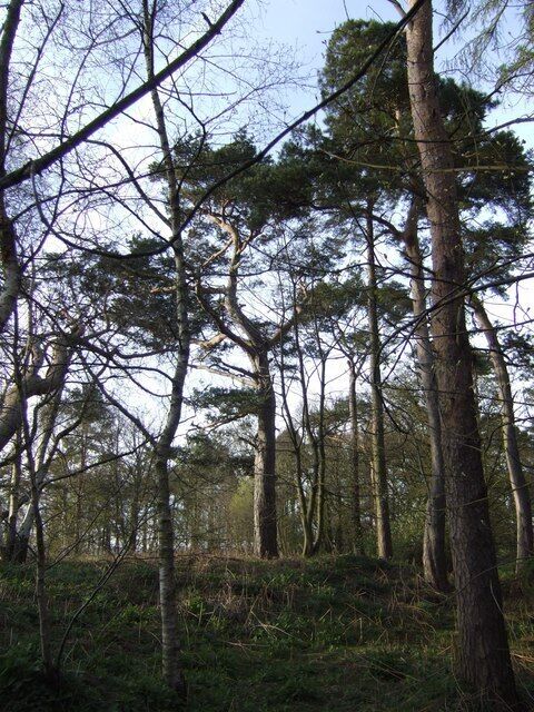 Pines on the edge of Brampton Quarry.