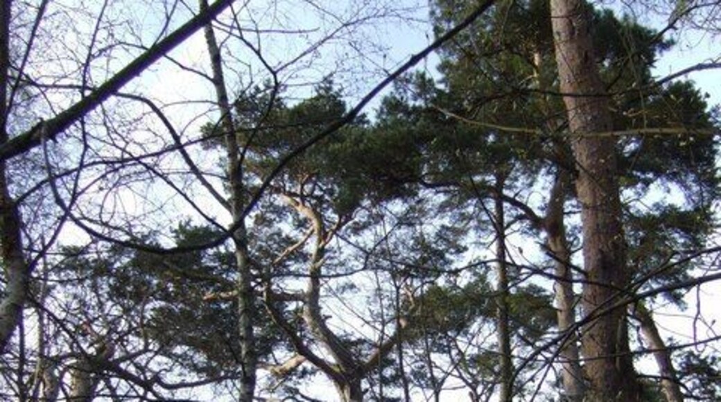 Pines on the edge of Brampton Quarry.