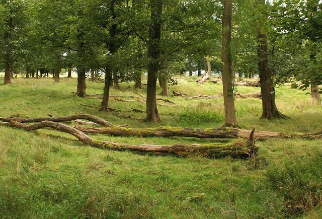 Gooseleach Wood This wood, along with most of SD7633, is currently under threat from a proposal to build a racecourse here.