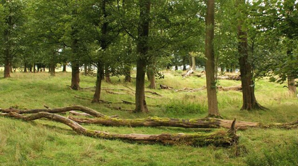 Gooseleach Wood This wood, along with most of SD7633, is currently under threat from a proposal to build a racecourse here.