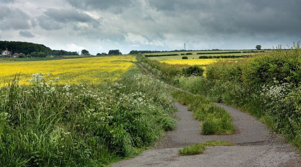 Beverley Rd, Hessle IMG_3604