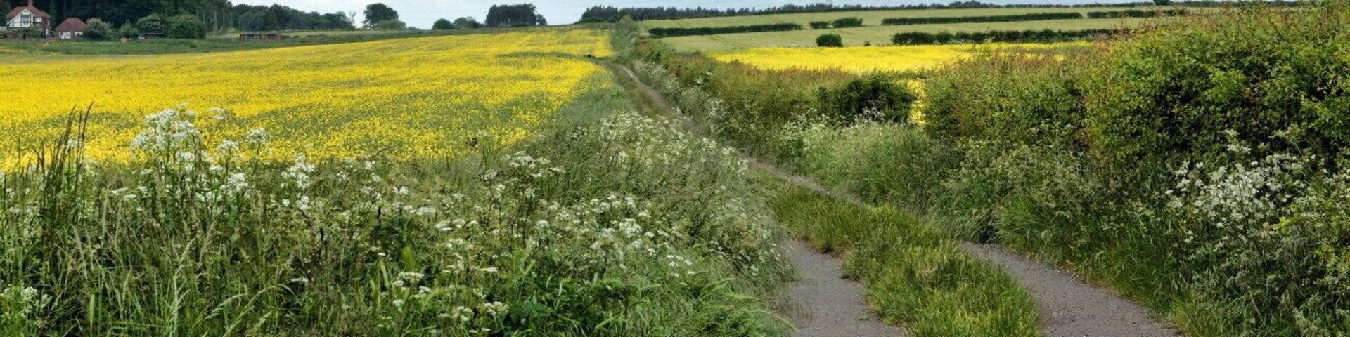 Beverley Rd, Hessle IMG_3604