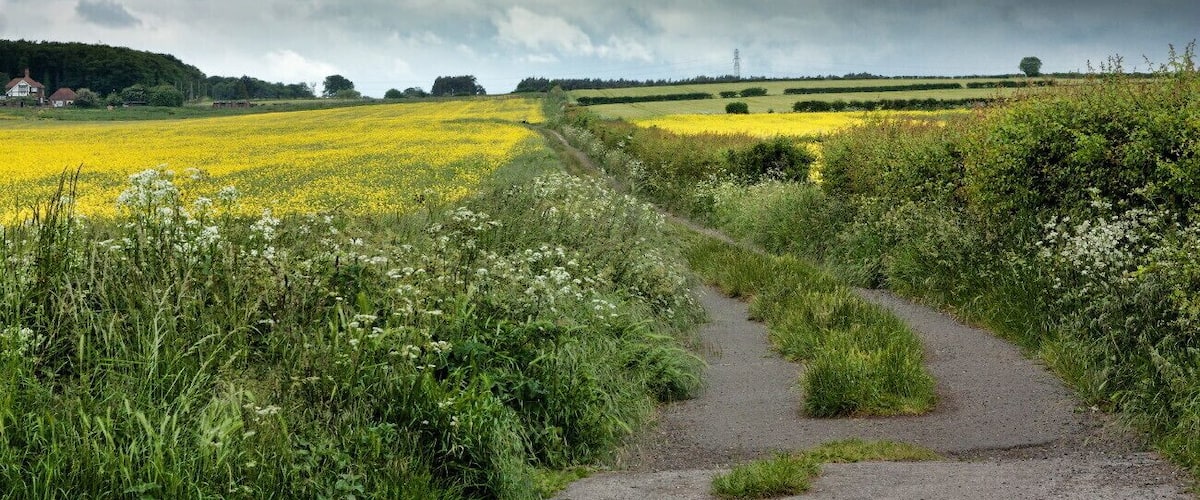 A rural landscape with a dirt path, fields of yellow flowers, and a cloudy sky.