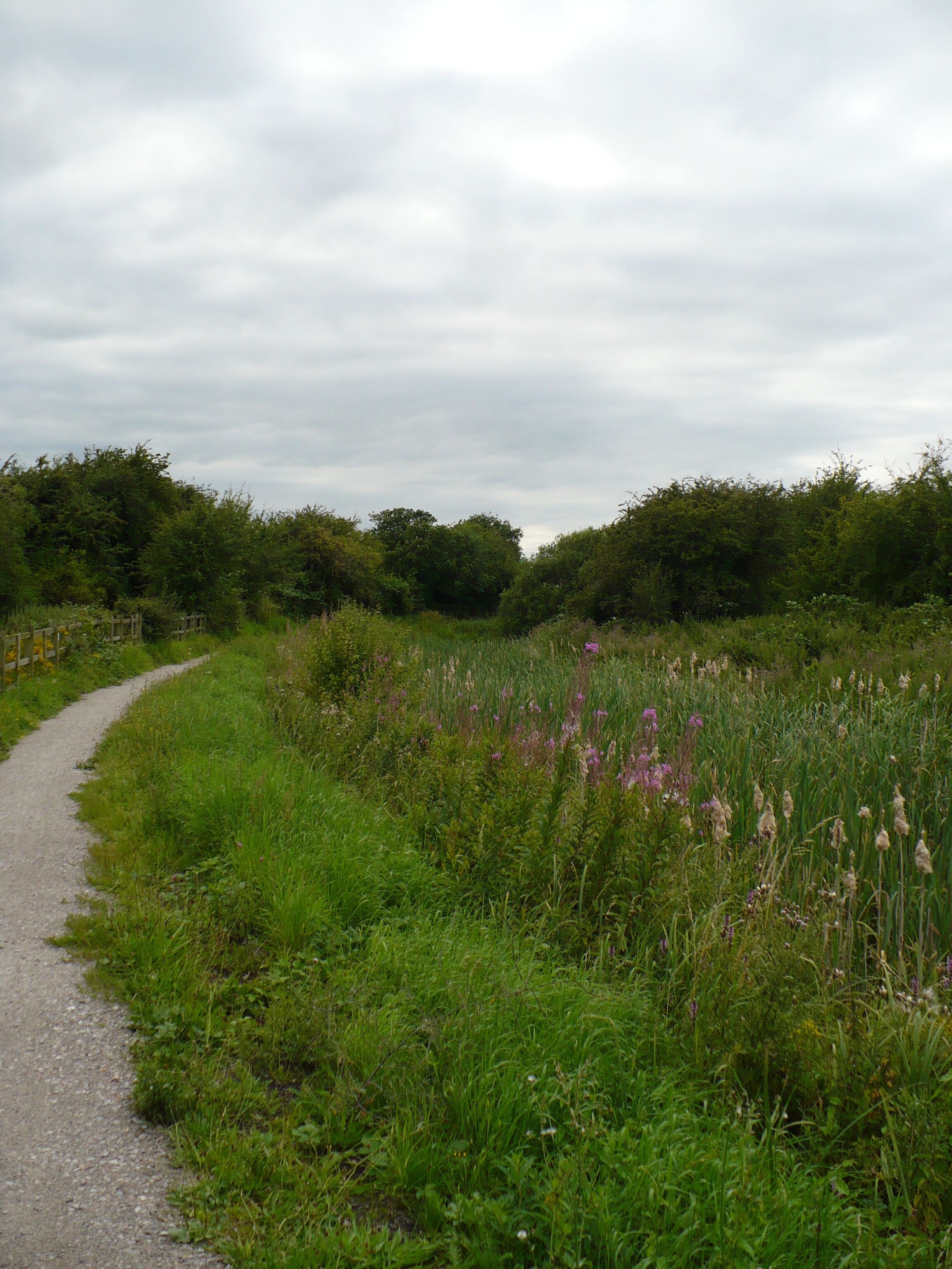 Nottingham Canal The line of the disused Nottingham Canal is marked by a row of flower and plant growth, rather than by water.