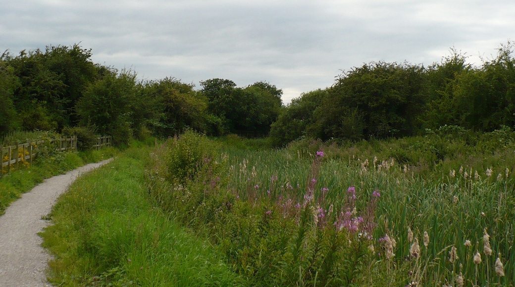 Nottingham Canal The line of the disused Nottingham Canal is marked by a row of flower and plant growth, rather than by water.