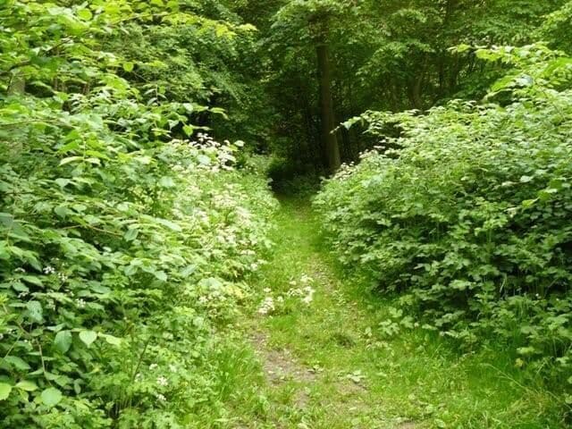 Path inside Bunny Old Wood
