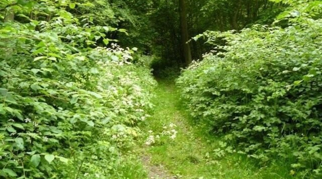 Path inside Bunny Old Wood
