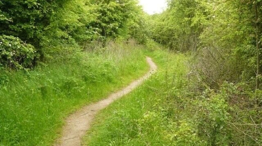 Path to Bunny from the Old Wood