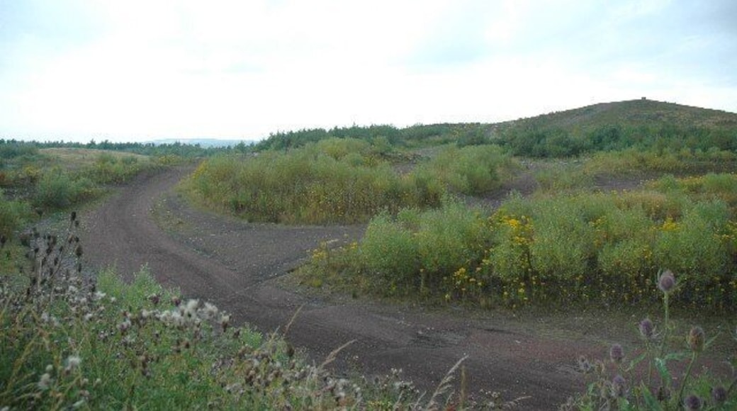 Colliers Moss Common Nature Reserve. This is a view of part of Colliers Moss Common Nature Reserve. It used to be the site of the slag heaps made by the dumping of waste by Bold Colliery and Bold Power Station, both now long gone.