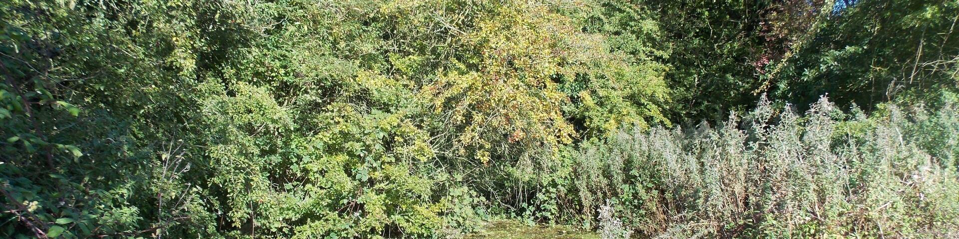 Spring at Swinekeld, East Yorkshire