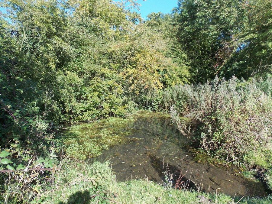 Spring at Swinekeld, East Yorkshire