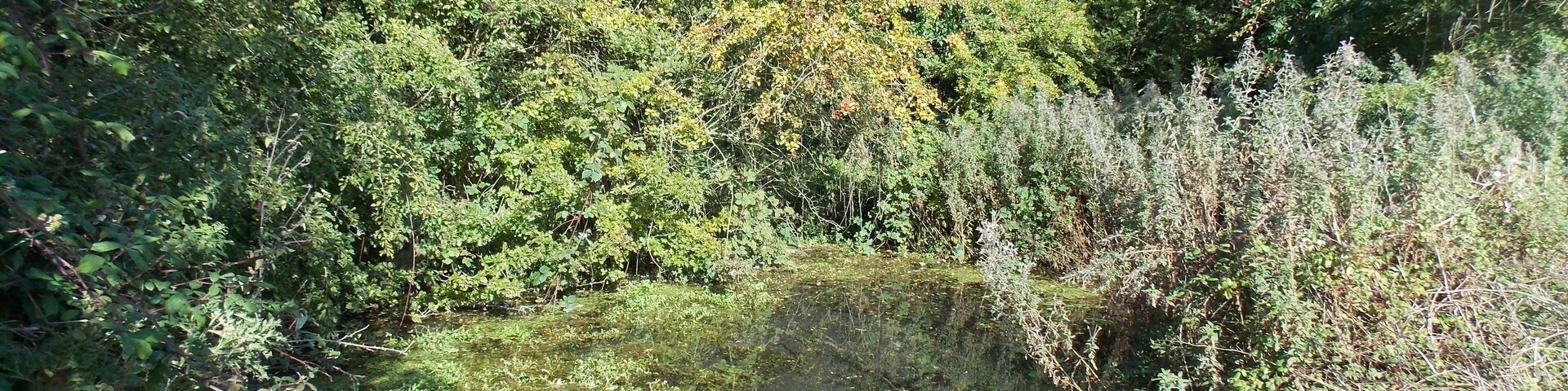Spring at Swinekeld, East Yorkshire