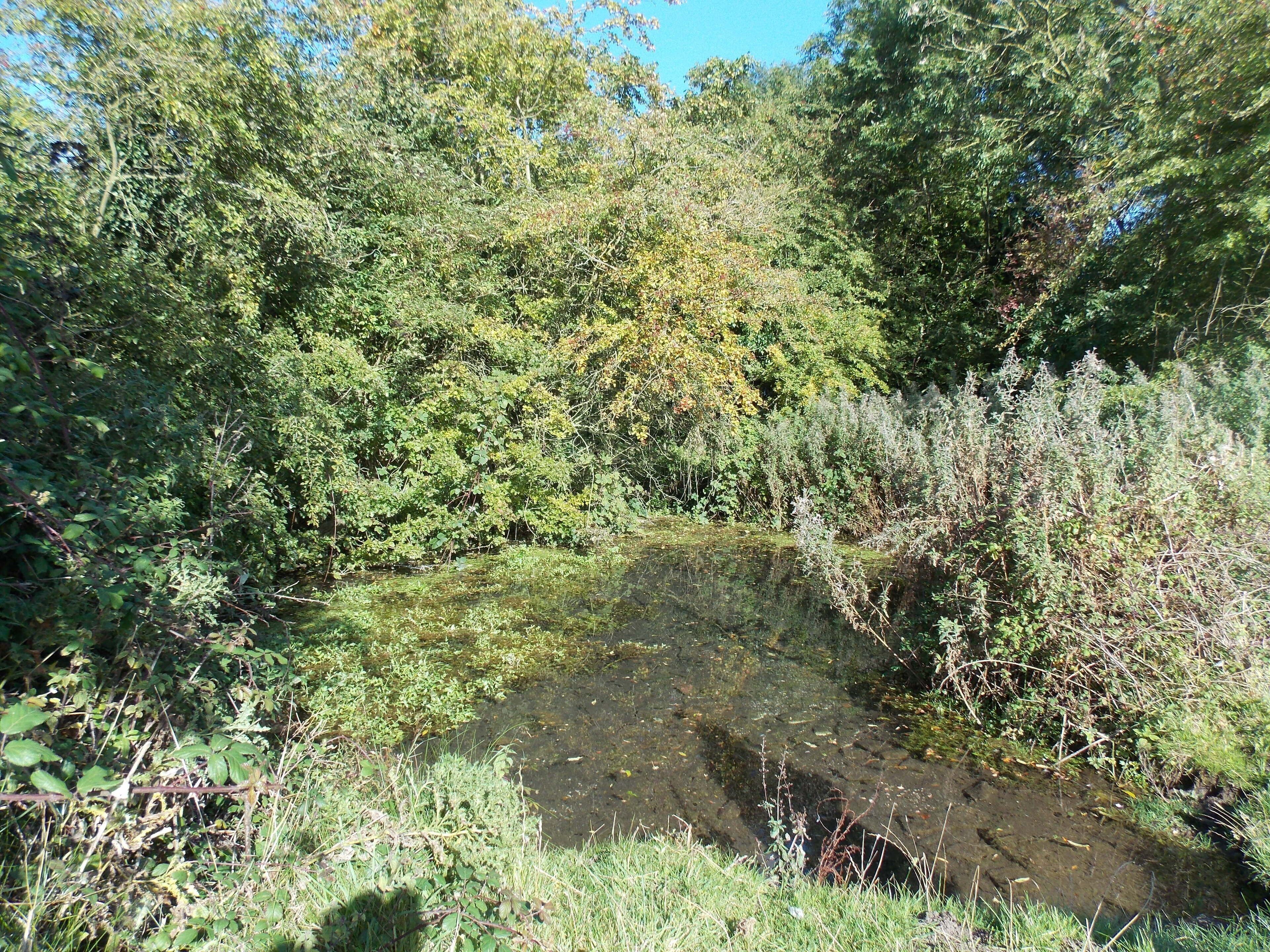 A natural landscape with a small pond surrounded by dense greenery and trees.