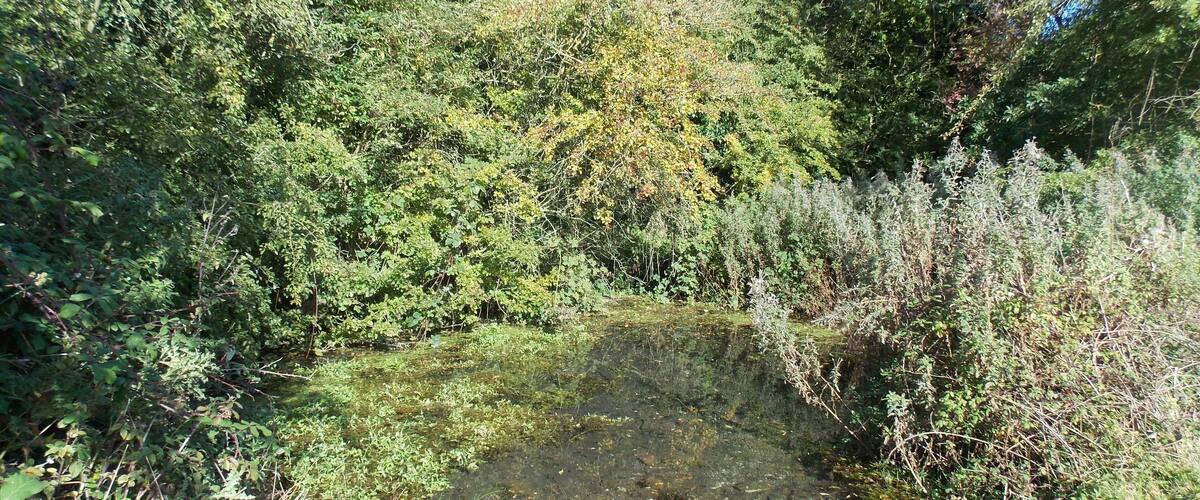 A natural landscape with a small pond surrounded by dense greenery and trees.