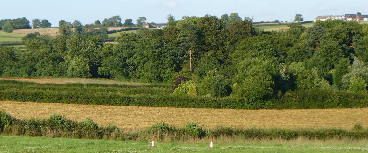 A green field with two traffic cones and a dense forest in the background.