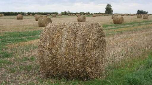 Bales of hay in field. Standing on the track that leads South to Barn Farm, looking East across a field containing bales of hay.