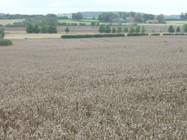Unharvested wheat Looking towards Flawford House Farm