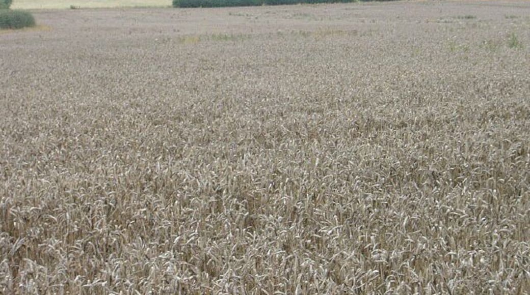 Unharvested wheat Looking towards Flawford House Farm