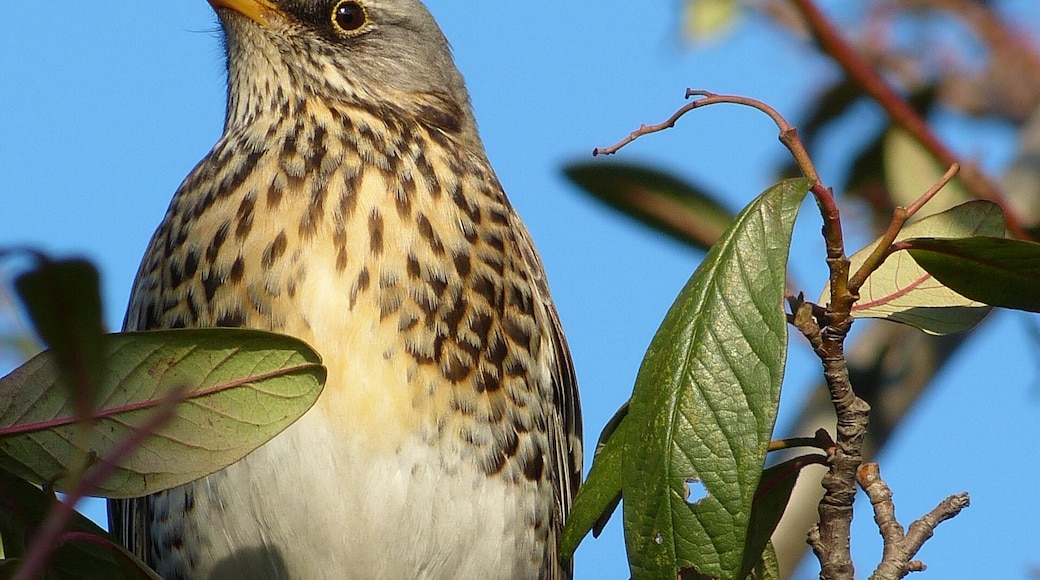 Latin name Turdus pilaris Family Chats and thrushes (Turdidae) Overview Fieldfares are large, colourful thrushes, much like a mistle thrush in general... Where to see them ... When to see them They begin to arrive from October and numbers build up as the winter... What they eat Insects, worms and berries.