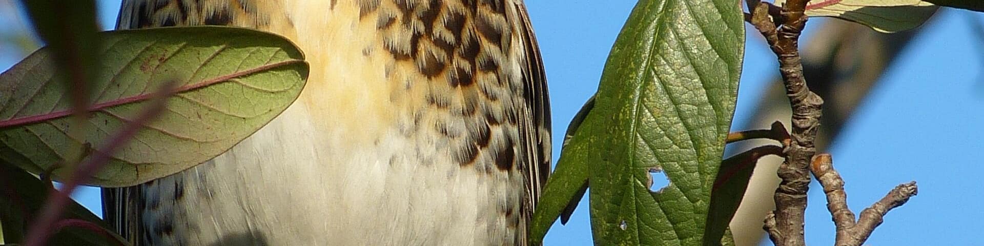 Latin name Turdus pilaris Family Chats and thrushes (Turdidae) Overview Fieldfares are large, colourful thrushes, much like a mistle thrush in general... Where to see them ... When to see them They begin to arrive from October and numbers build up as the winter... What they eat Insects, worms and berries.
