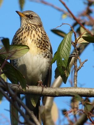 Latin name Turdus pilaris Family Chats and thrushes (Turdidae) Overview Fieldfares are large, colourful thrushes, much like a mistle thrush in general... Where to see them ... When to see them They begin to arrive from October and numbers build up as the winter... What they eat Insects, worms and berries.