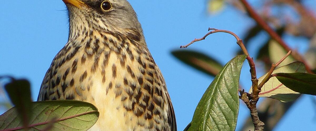 A bird perched on a branch with green leaves.
