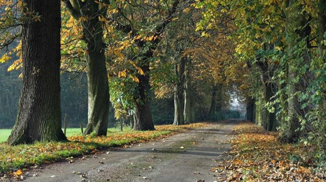 Autumn Lane