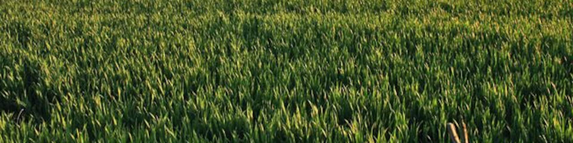 Farmland near Plungar. Looking across a very large field of wheat to Granby Gap, the wood in the distance, which is in the SE quadrant of the square.