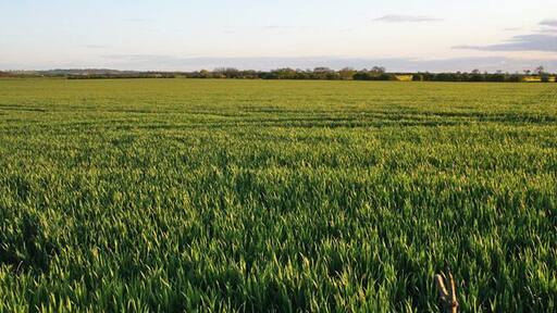 Farmland near Plungar. Looking across a very large field of wheat to Granby Gap, the wood in the distance, which is in the SE quadrant of the square.