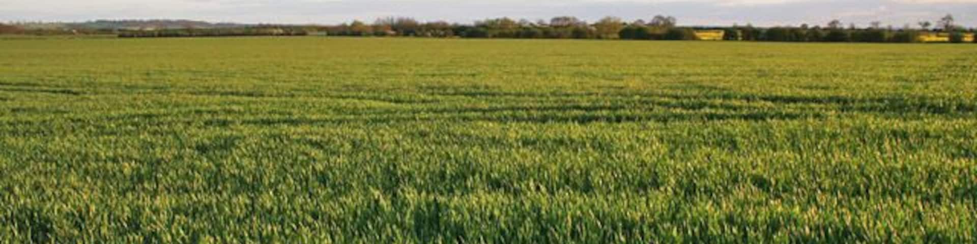 Farmland near Plungar. Looking across a very large field of wheat to Granby Gap, the wood in the distance, which is in the SE quadrant of the square.