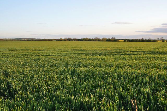 A vast green field under a clear sky.