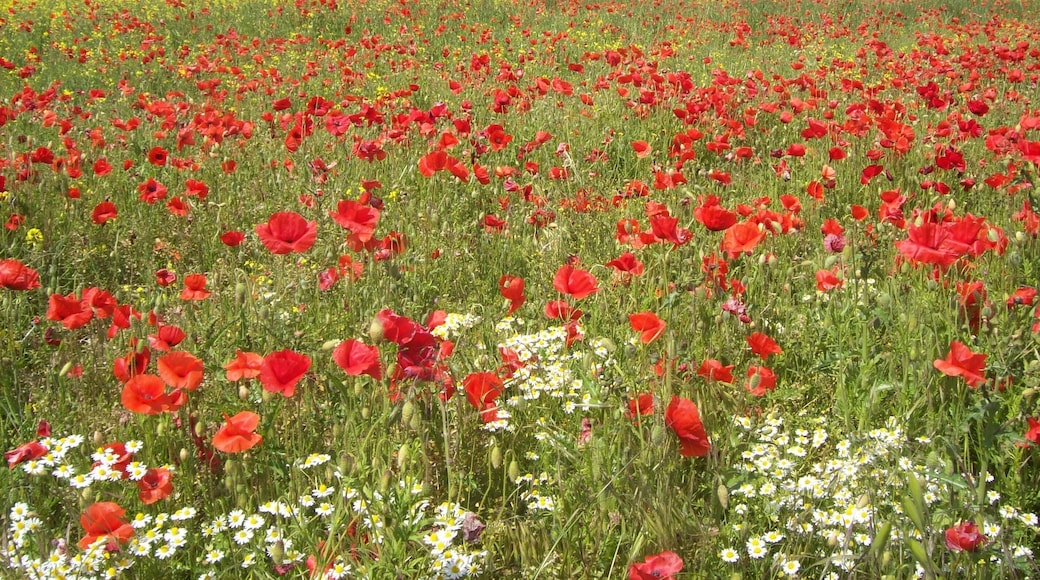Poppy Field, Geasley