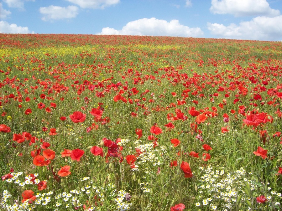 Poppy Field, Geasley
