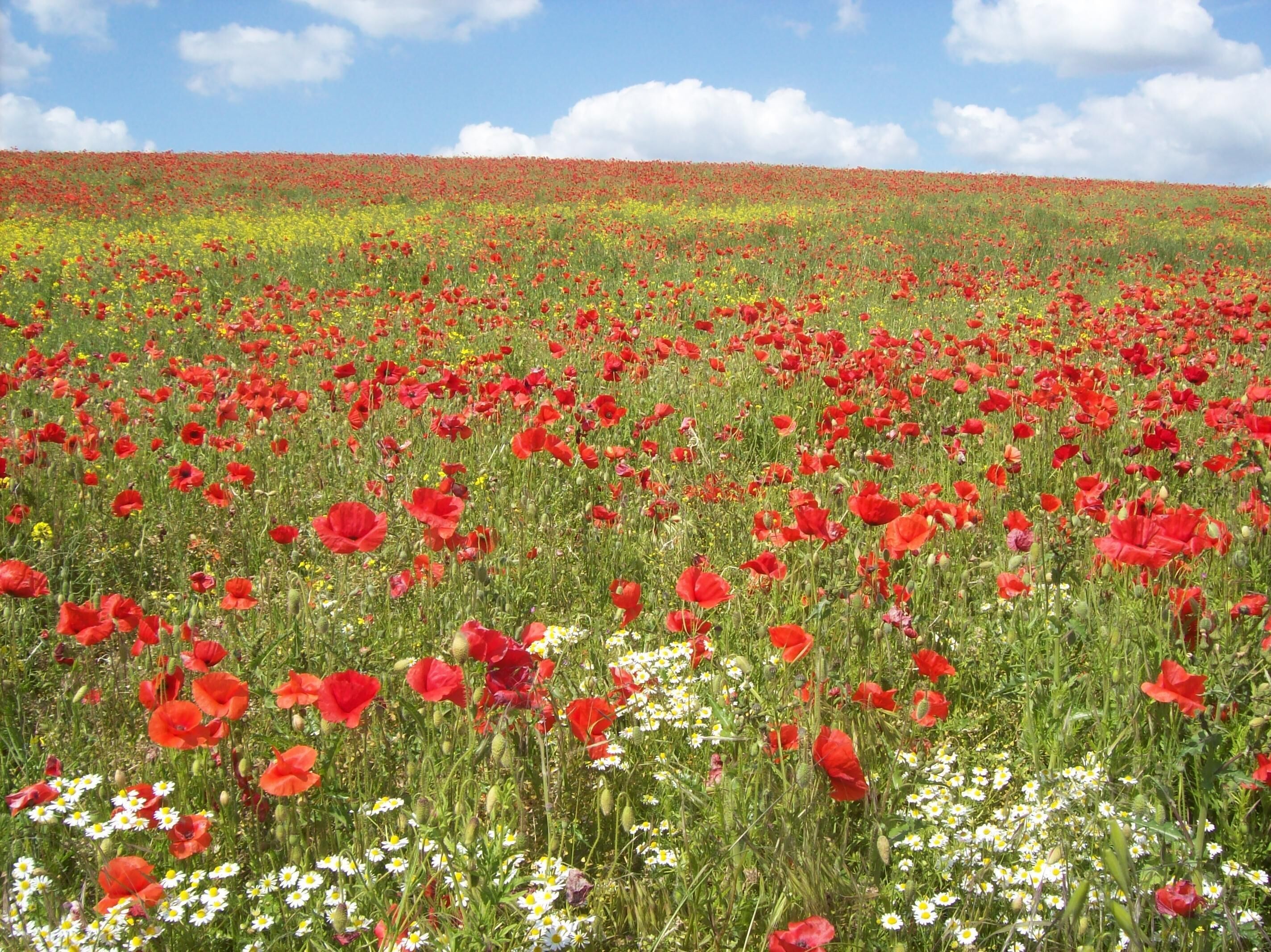 A vast field of red poppies with a clear blue sky and distant clouds.
