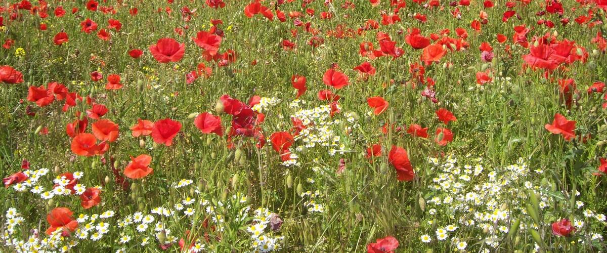 A vast field of red poppies with a clear blue sky and distant clouds.