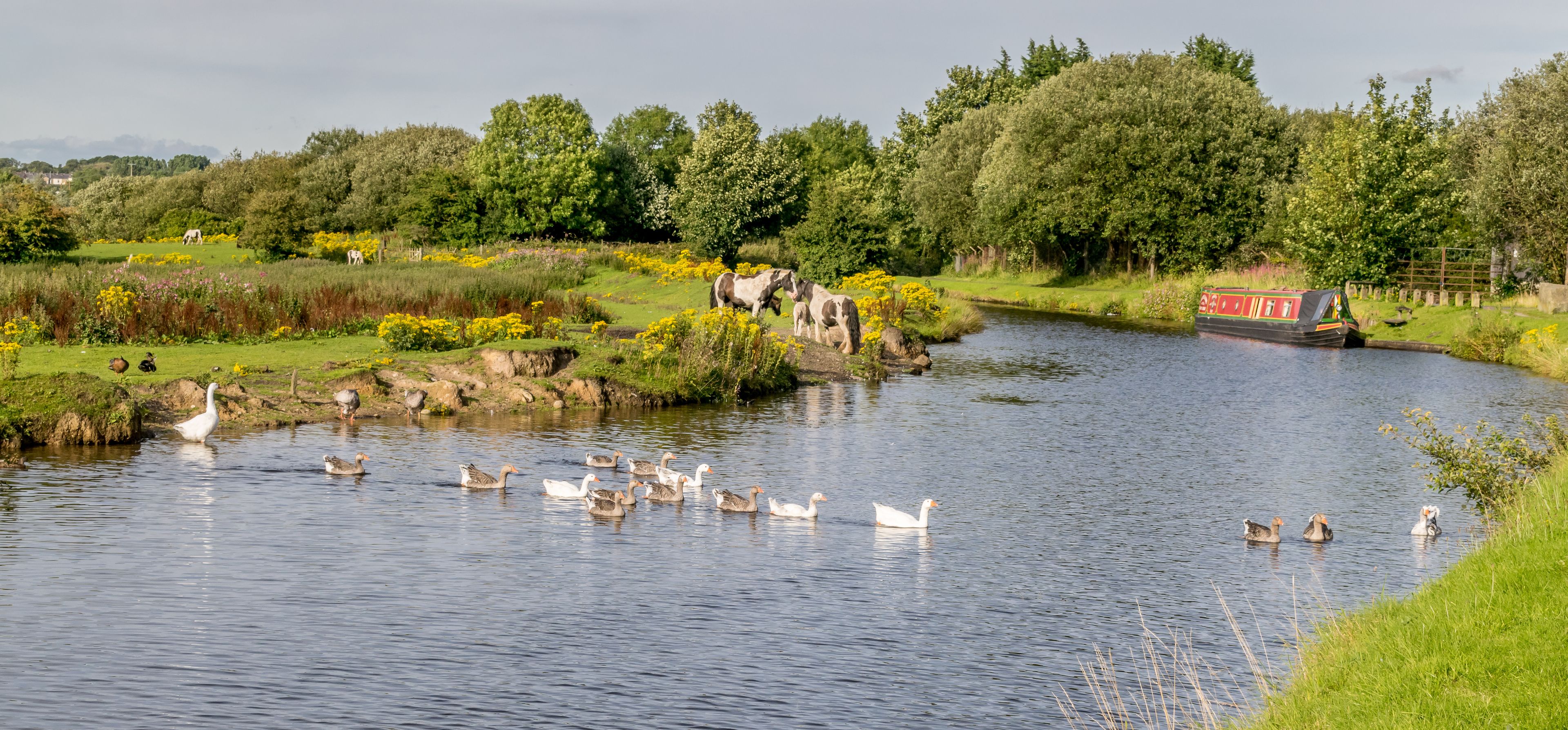 wildlife on the Leeds Liverpool canal. Horses, duck and Geese. Canal barge. 