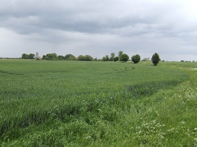 Wheat field west of Hawton The tower of Hawton church is distinctive on the Trent floodplain.