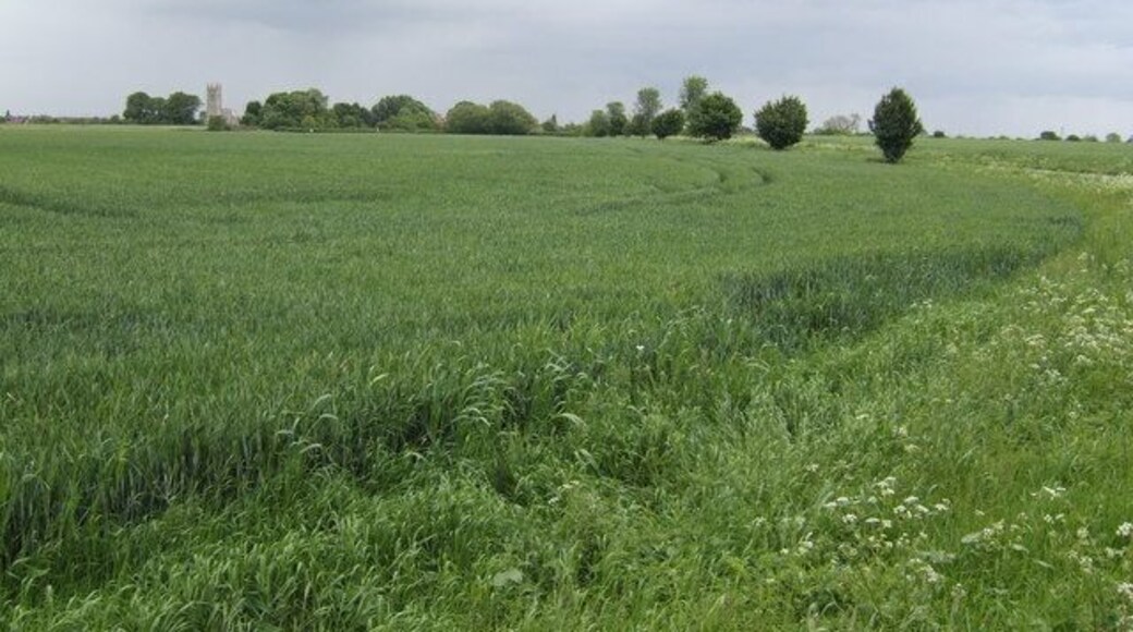 Wheat field west of Hawton The tower of Hawton church is distinctive on the Trent floodplain.
