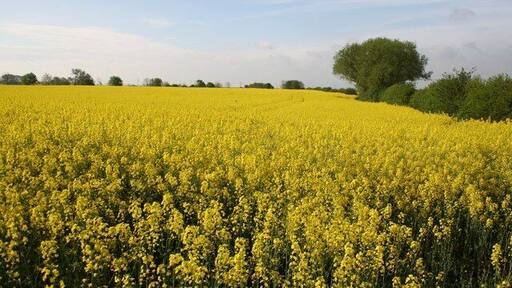 Hawton farmland Oil seed rape near Hawton