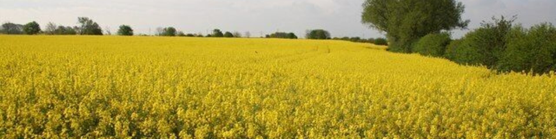 Hawton farmland Oil seed rape near Hawton