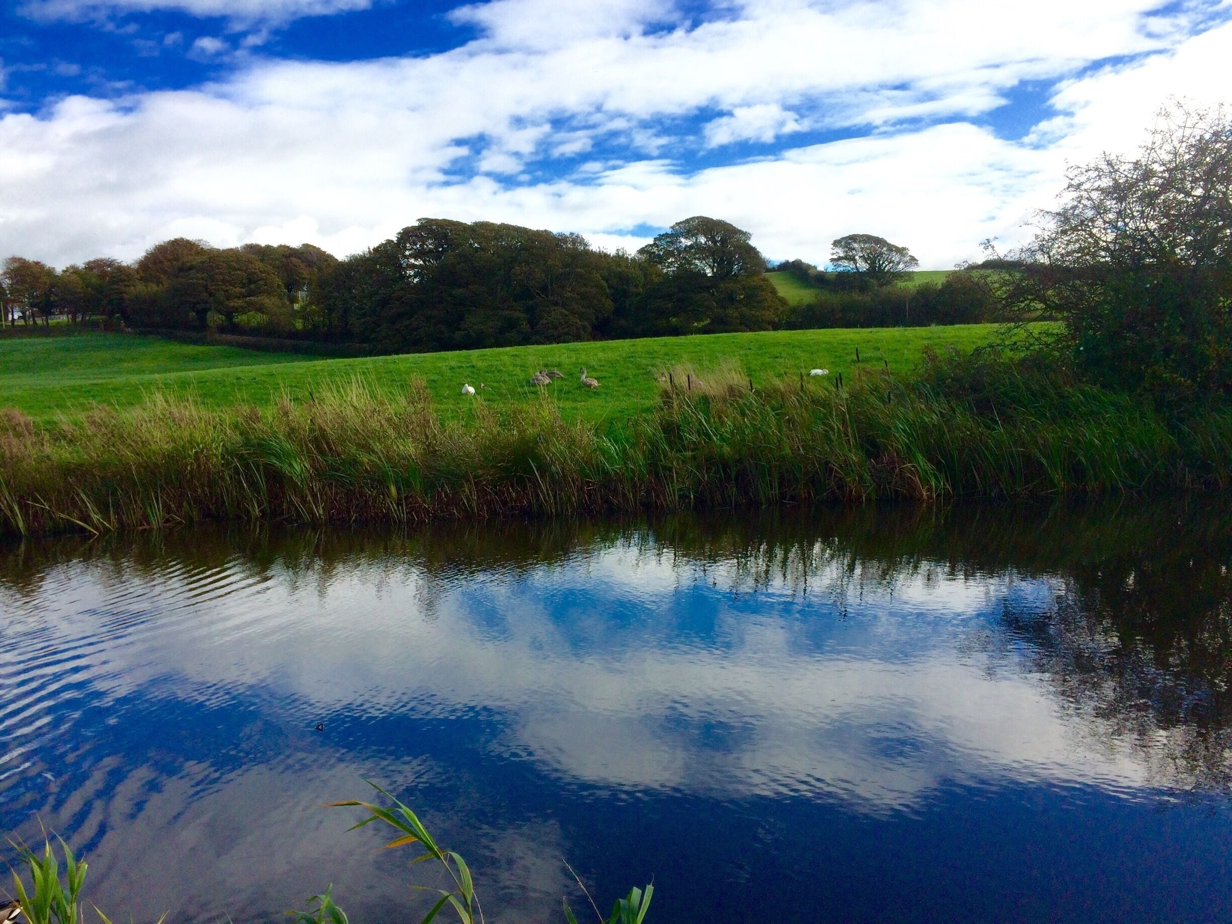 Pair of swans with seven cygnets enjoying October afternoon sunshine. 