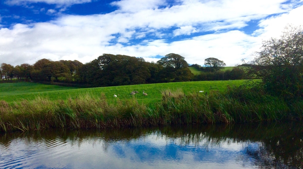 Pair of swans with seven cygnets enjoying October afternoon sunshine.