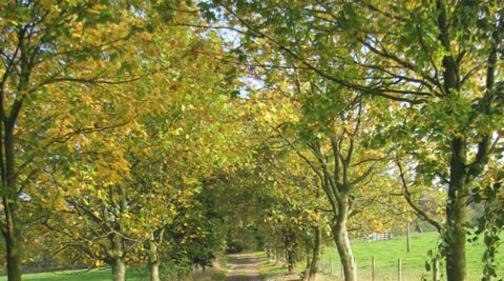 Farm road, Brock Hill Farm, near Hose. Autumn colour along this young avenue of trees leading from Pasture Lane 66583 to Brock Hill Farm.