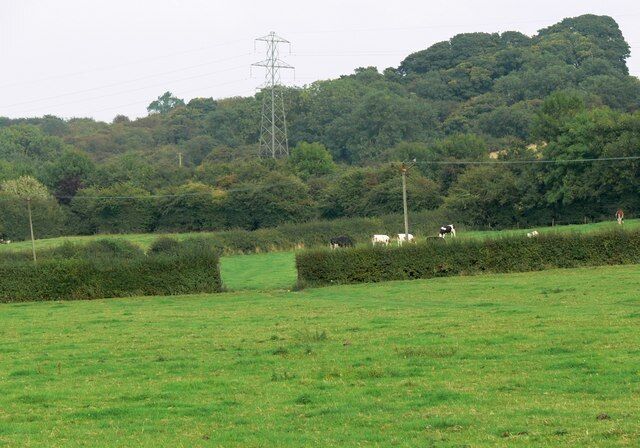 A green field with a hedge, cows grazing, and a power line tower in the background.