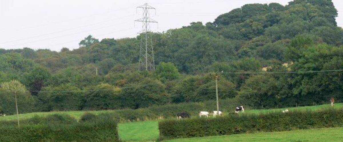 A green field with a hedge, cows grazing, and a power line tower in the background.