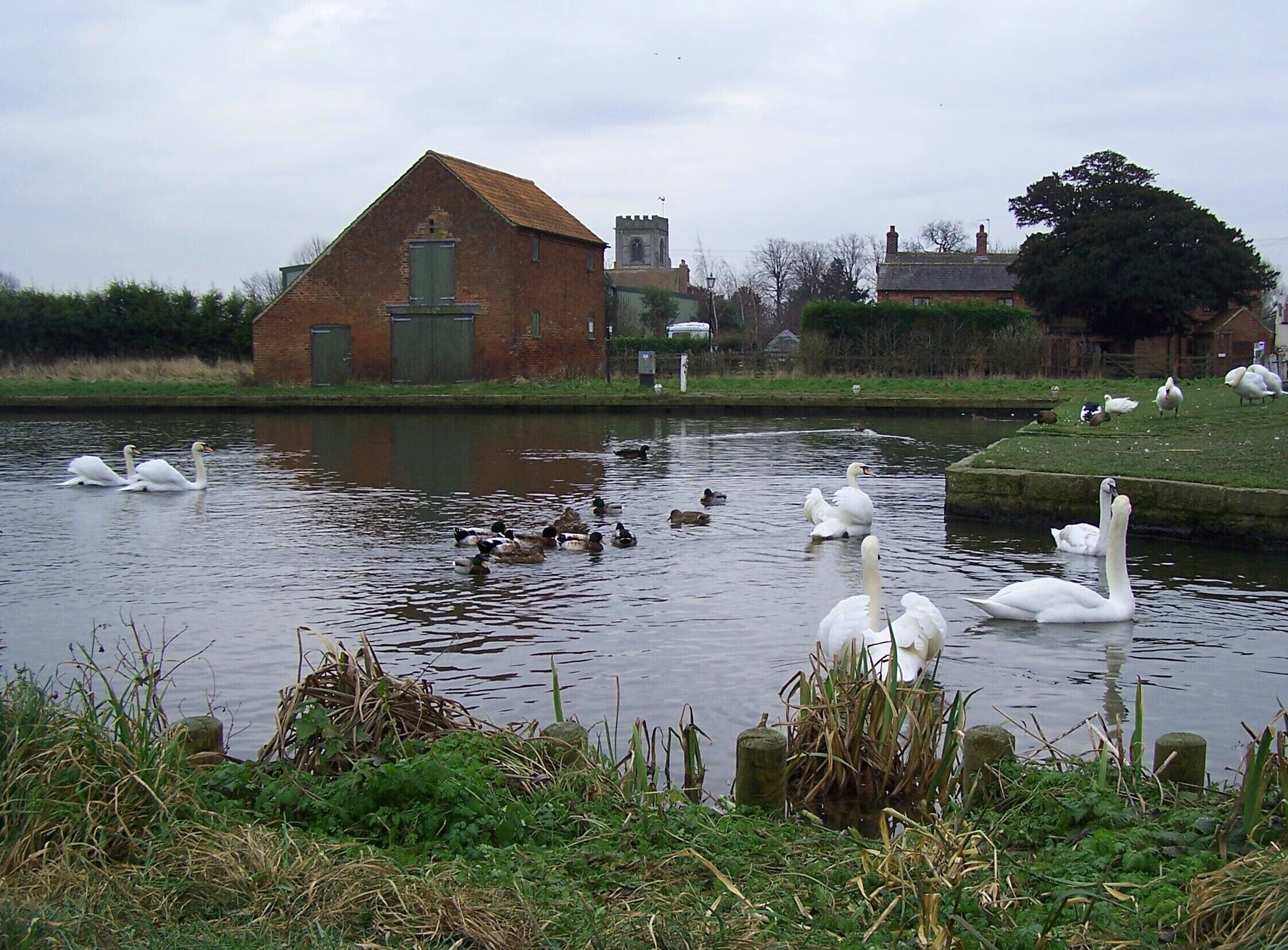 A calm river with swans and ducks, a brick building, and a grassy area with trees.